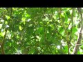 Uirapuruzinho-do-norte (Tyranneutes virescens)