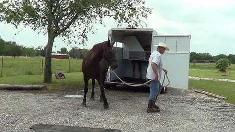 More Trailer Loading Of Two Horses In Slant Load Trailer - Part 2 - Nervous Horse Cries
