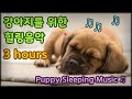 강아지가 보는 유튜브, 강아지 힐링음악, 휴식과 수면을 위한 음악입니다 ♫ - Puppy Sleeping Music ♫ (3 hours of continuous playback)