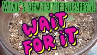 Horticultural practices for perpetual perfection are our goals @grogariousgames