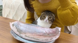 生まれて初めて巨大な刺身を猫に見せたら怯えてしまいました…w