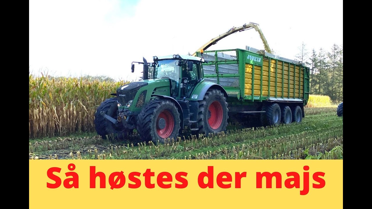 Så høstes der majs…