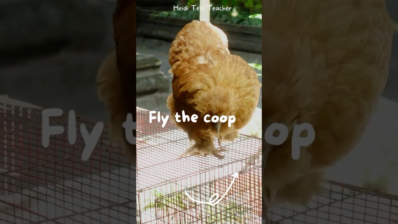 Fly the Coop -  English Idiom Explained for ESL Learners