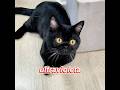 Este gato encontró oro por casualidad#cat #cute #funny #shorts