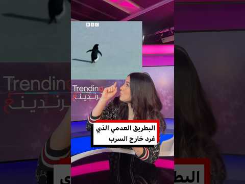 ما قصة البطريق العدمي الذي خرج عن السرب ولم يعد 