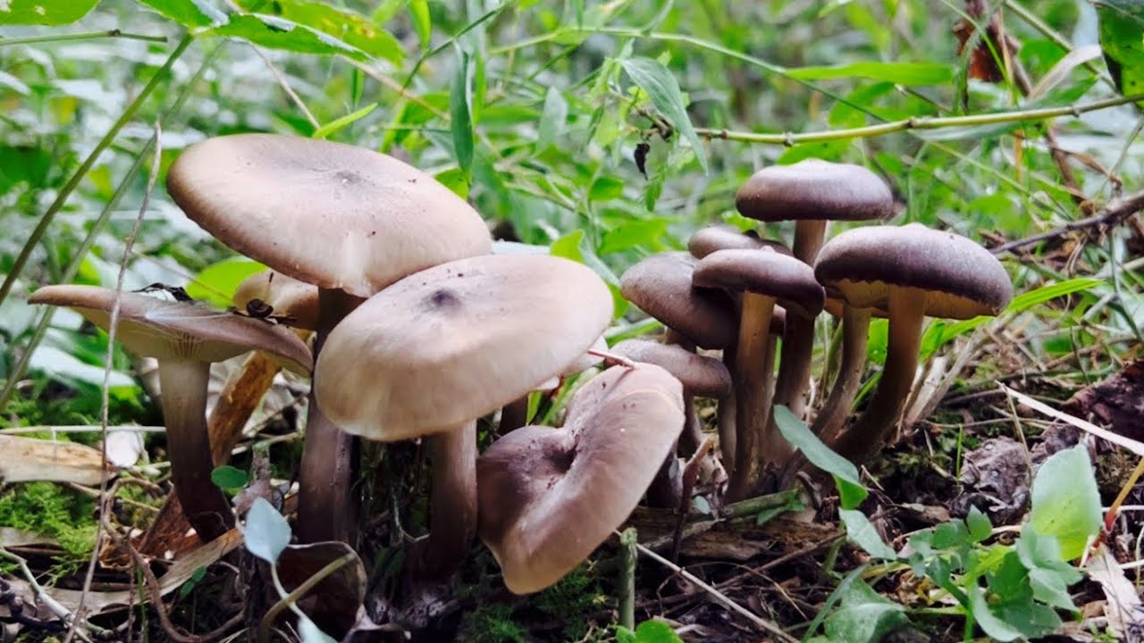 きのこ採取】畑一面のハタケシメジ②