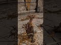Mixed Fights I ELDEN RING #eldenring #eldenringclips #eldenringdlc #gaming