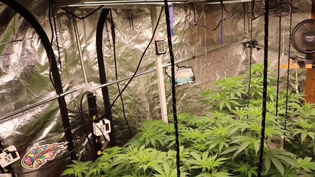 MARSHYDROLED_AMAZON 10x5 GROW (2 weeks, 4 days) MARSHYDROLED FCE3000,