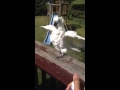 Cockatoo Bathing