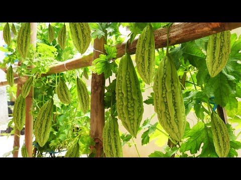 Видео: Информация о горькой дыне - Как вырастить лозы горькой дыни
