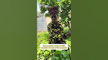 5 Tanaman Obat 🌱 yang Wajib Anda Tanam di Rumah | Penyembuhan & Kesehatan Alami