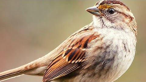 Best Quick Bird Trap Using Vital Cardboard Bird 🕊️ food