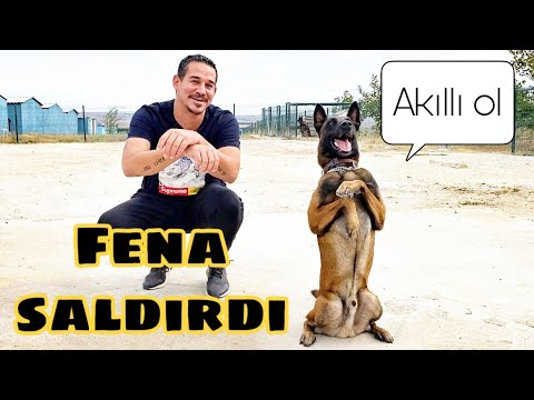 BELÇİKA KURDU GAMA BİZİ REHİN ALDI | CESARETİ OLAN BUYURSUN ! | MALINOIS DOG ATTACK !