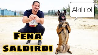 BELÇİKA KURDU GAMA BİZİ REHİN ALDI | CESARETİ OLAN BUYURSUN ! | MALINOIS DOG ATTACK !