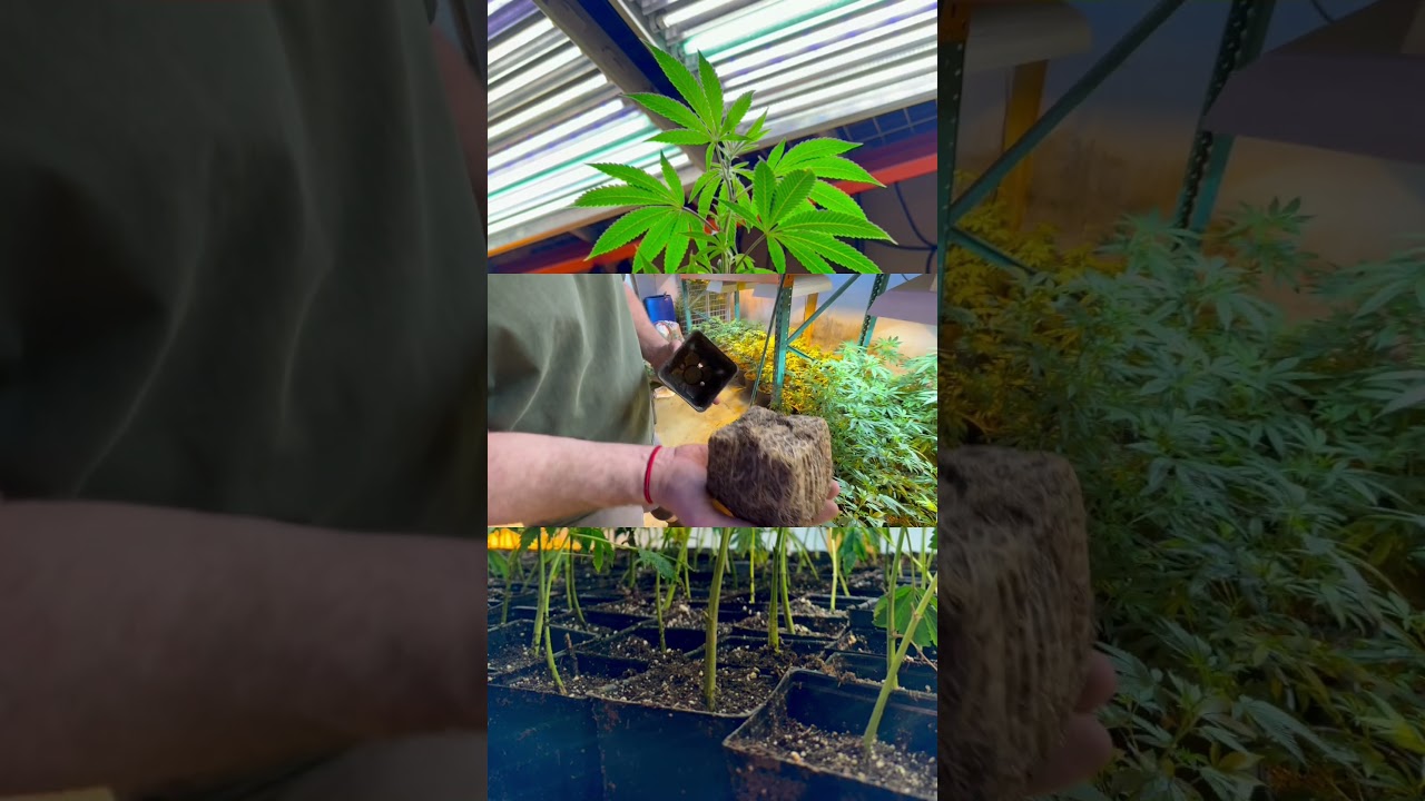 Did you forget to transplant ? 