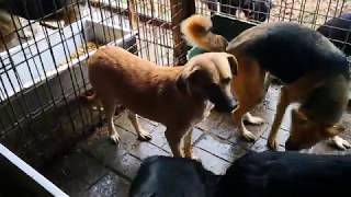 ABBY - seit Anfang 2017 im Shelter