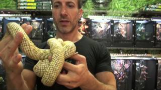 For more info & where to buy:
http://www.bigappleherp.com/hypomelanistic-brooks-king-snakes-captive-bred-sub-adults
why should i purchase my reptiles amphi...