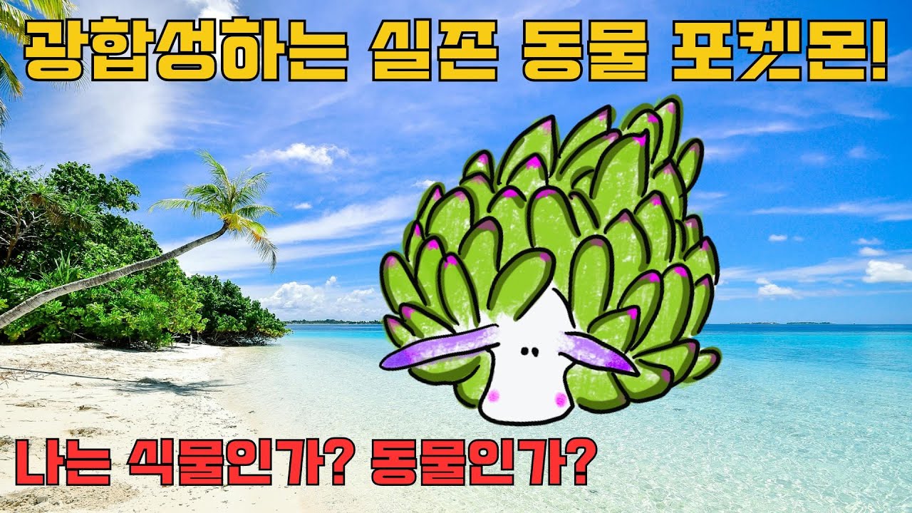 깨어났더니 엽록체 도둑, 광합성하는 동물, 코스타시엘라 쿠로시마에가 되었다.  나는 동물일까? 식물일까?