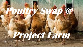 #Permaculture Project Farm #Poultry Swap !