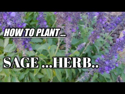HOW TO PLANT BLUE SAGE FROM SEEDS