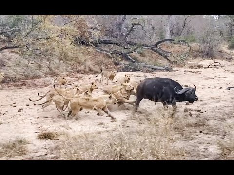 LIONS vs BUFFALO & Two LEOPARD Cubs.