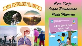 Sistem Pernapasan Pada Manusia/Cara Kerja Organ Pernapasan Pada Manusia