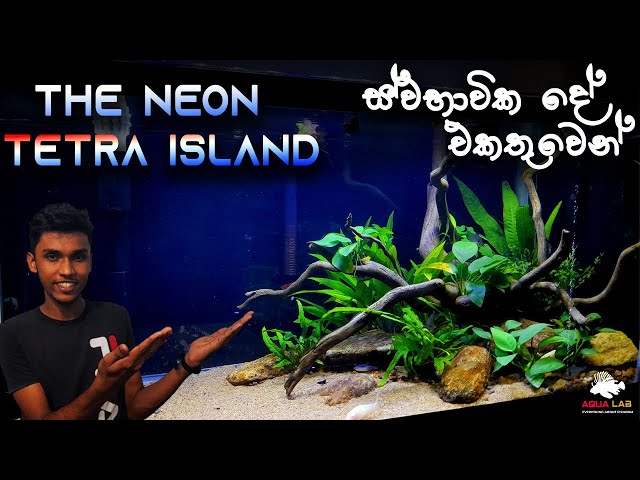 Low tech Planted tank setup tutorial. The neon tetra island 