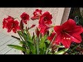 Storing Red Lion Amaryllis Bulbs