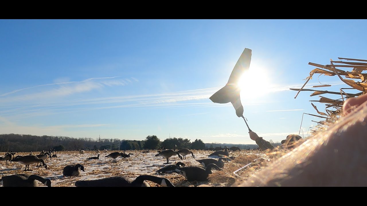 Veterans Hunting Maryland Goose Hunt, January 22nd, 2025 in Sykesville, Maryland