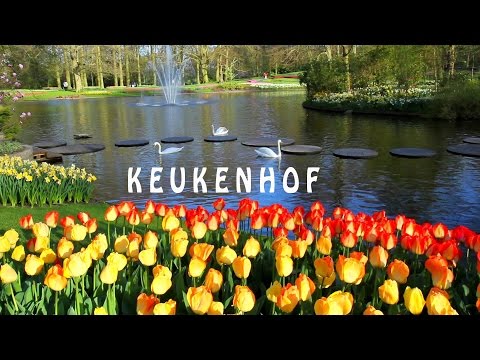 Video: De Keukenhof-tuin Van Nederland Heeft Zeven Miljoen Bloemen