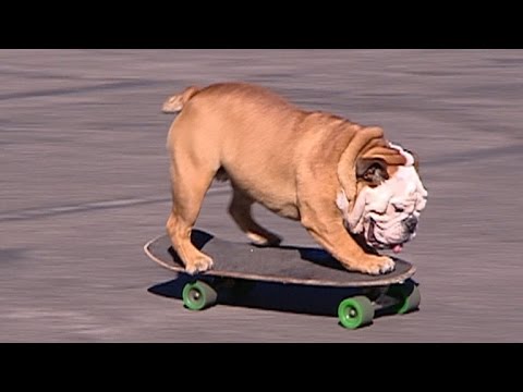 Video: Een eerbetoon aan Tillman: de bulldog die met een skateboard de harten inging