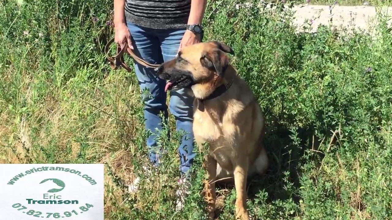 EDUCATION CANINE COLLECTIVE/DRESSAGE CHIEN/ERICTRAMSON/CHIEN/VIDEO/CHIOT - YouTube