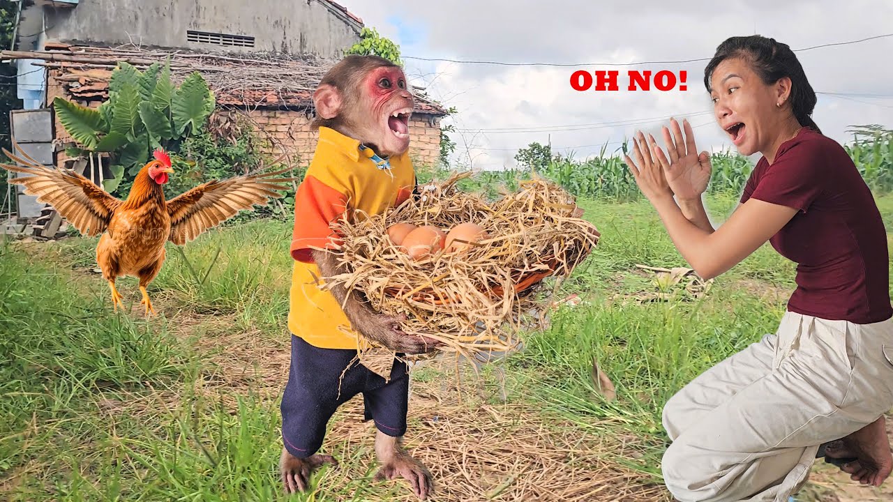 Why did mom stop monkey SU's plan incubate eggs to hatch into chicks ?