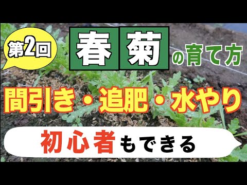 2 春菊の育て方 間引き 追肥 水やりのタイミング 間引きしたものは食べられます Youtube