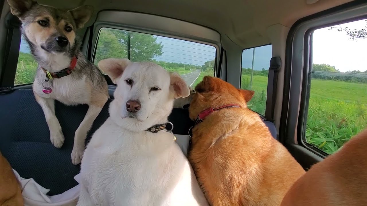 散歩の帰りの車中 寄り添うように座るおじさん犬シロとモリモリ 7匹の愛犬オールメンバーズ Youtube 散歩の帰りの車中 寄り添うように座るおじさん犬シロとモリモリ 7匹の愛犬オールメンバーズ Youtube