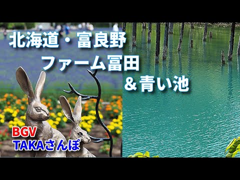 富良野【ファーム冨田＆青い池】6月25日、本格的な夏に向けきれいな花が咲いていた、そして青い池、神秘的な青さに癒されます。TAKAさんぽ