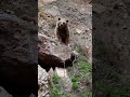 Mother Bear and Cub in Pülümür | Drone Wildlife Video