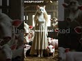 A Feline’s  Fairytale!#shorts #ytshorts #youtubeshorts #cat #cutecat