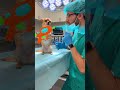 #comedyshorts #funny #pets #viral #viralvideo #dog #dogs #foryou