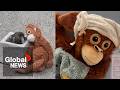 Punch the monkey’s stuffed orangutan from Ikea sold out in stores