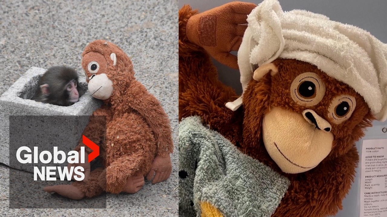 Punch the monkey: Stuffed plushie sold out in stores after beloved macaque's trials 🐒🍌