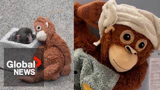 Download Lagu Punch the monkey: Stuffed plushie sold out in stores after beloved macaque's trials 🐒🍌 MP3