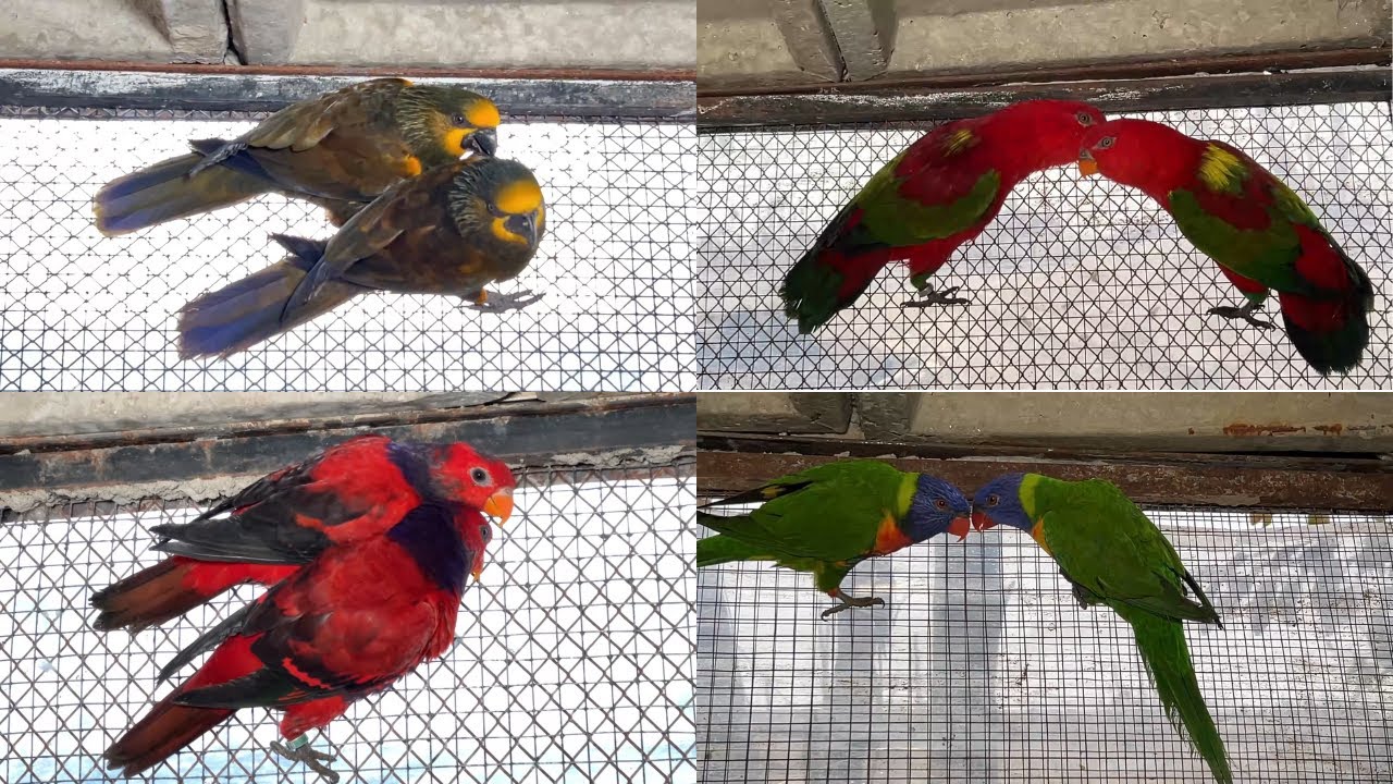 Lories And Lorikeets Parrots Breeding | Complete Information About Lorikeet Parrots | Lory Parrots