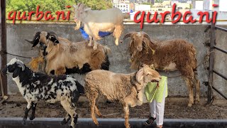 qurbani ke mende in bowenpally | macherla sheep's | ongole ka menda xing & Telangana potla
