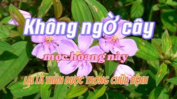 Không ngờ cây mọc hoang này lại là thần dược trong chữa bệnh