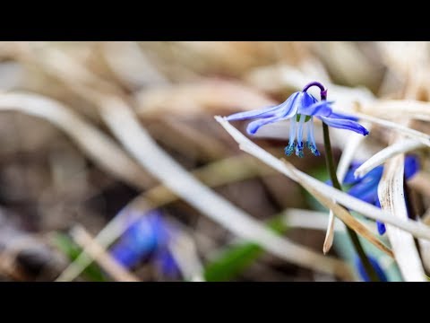 Video: Siberiese jenewer: foto, beskrywing van spesies, plant en versorging