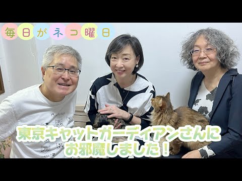 毎日がネコ曜日 日曜日版 東京キャットガーディアンにお邪魔しました!!猫まみれをどうぞご覧ください!