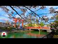 Sakura In Kyoto Japanese Cherry Blossom Spring Festival 