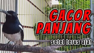 Download Lagu Suara Kacer Gacor Full Durasi 1 Jam Nonstop, Cocok Untuk Masteran \u0026 Pancingan MP3 Download Lagu Suara Kacer Gacor Full Durasi 1 Jam Nonstop, Cocok Untuk Masteran \u0026 Pancingan MP3