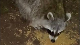 Friendly Raccoon eating cat food ASMR / дружелюбный енот